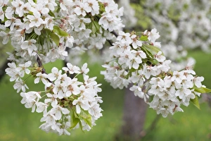 Cherry Tree In Bloom Drucke: Blossoming cherry tree (Prunus avium), Baden Wurttemberg, Germany, Europe
