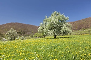 Baden Wurttemberg Travel Destinations Drucke: Blossoming cherry tree on a spring meadow