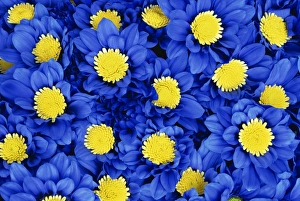 Chrysanthemum Flowers Drucke: Blue Chrysanthemums