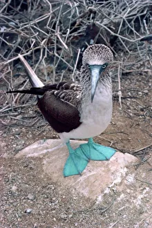 Drucke von Blauer Beißkauz, Galapagoseninseln, Ecuadorien Südamerika Südamerikanische Kunstdrucke: Blauer Beißkameel