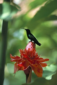 Drucke von Blauer Köpfchenkolibrisvogel im alten Domäne Limbe in der Gemeinde Ste. Marie auf der Insel Martinik im französischen Überseegebiet Karibik und Zentralamerika Verwandte Bilder Drucke: Blauer Kopfkolibrisvogel