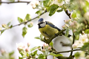 Parus Caeruleus Species Drucke: Blue Tit, (Parus caeruleus)