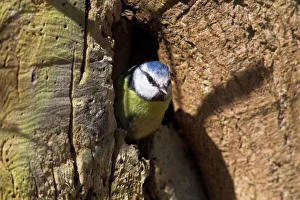 Drucke von Blauer Kehlbird (Parus caerulus), aus dem Nestloch auftauchend, Vereinigtes Königreich, Europa Verwandte Bilder Drucke: Blauer Kehlchen (Parus caerulus) aus dem Nestloch hervorkommend