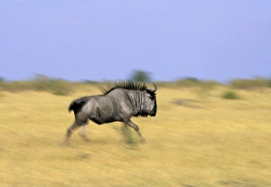 Chobe National Park Drucke: Blue wildebeest