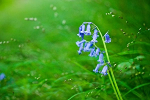 Oxfordshire Tourist Attractions Drucke: Bluebell (Hyacinthoides non-scripta), Oxfordshire, England, United Kingdom, Europe