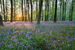 Drucke von Blauvillenwald in Stow-on-the-Wold im Cotswolds im Vereinigten Königreich Großbritannien Gloucestershire Europa Vereinigtes Königreich Drucke: Blauvillenwald in Stow-on-the-Wold im Cotswolds in der Grafschaft Gloucestershire im Vereinigten Königreich