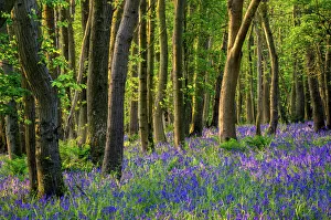 Somerset Drucke: Blauvögel im High Littleton Wood in der Grafschaft Somerset im Vereinigten Königreich Großbritannien und Europa