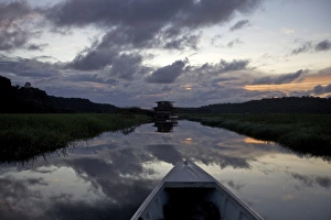 Drucke von Schifahren und Beobachten von Fauna und Flora im Everglades-Gebiet von Kow, dem Marsh-Lodge im Hintergrund, Französisch-Guayana Südamerika Französisch-Guayana Drucke: Schifahren und Beobachten von Fauna und Flora im Everglades-Gebiet von Kaw sowie einem Bootshaus der Sumpfmarke im