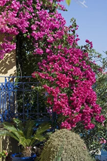 Mediterranean Flowers Drucke: Bougainvillea