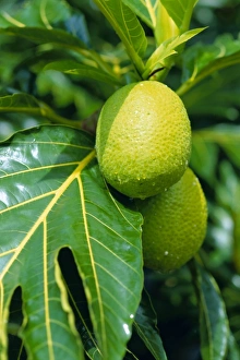 Breadfruit Tree Drucke: Breadfruit