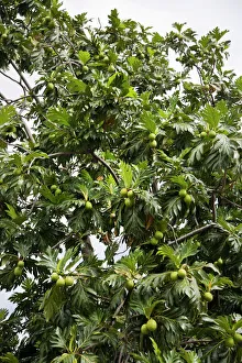 West Indies Travel Destination Drucke: Breadfruit (Artocarpus altilis) tree