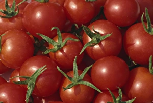 Fresh Tomato Pictures Drucke: Bright red tomatoes