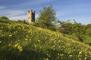 UK Heritage Sites Drucke: Broadway Tower with cowslips, Broadway, Worcestershire, England, United Kingdom, Europe
