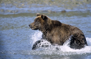 Colorful Animal Pictures Drucke: Brown Bear