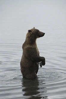 Drucke von Braunes Bären im Brooks River am Brooks Camp im Katmai-Nationalpark in Alaska Vereinigte Staaten von Amerika Nordamerika Bilder Datiert 2006 April: Braunbär im Brooks River, Brookscamp im Katmaipark und Alasaka USA