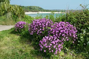 Drucke von Bryher Inseln der Shireinseln Großbritannien Europa : Featured Photograph