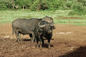 African Buffalo Habitat Drucke: Buffalo at the Ark
