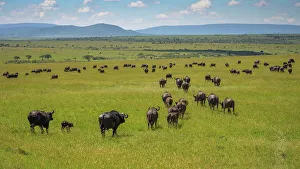 Maasai Mara Wildlife Drucke: Buffalo (Bubalus Bubalis) (Syncerus caffer)