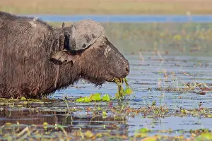 Büffel (Syncerus caffer), Portrait, an grünem Pflanzenmaterial in der Chobereggio Nationalpark, Botswana.