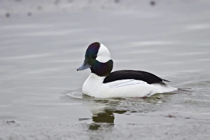 Bosque Del Apache Wildlife Refuge Drucke: Bufflehead (Bucephala albeola), male, Bosque del Apache National Wildlife Refuge