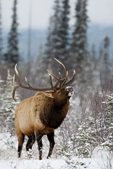 Kanadische Rocky Mountains Drucke: Elchbull (Cervus canadensis), im Schnee blaffend, Nationalpark Jasper