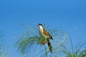 Ornithology In Africa Drucke: Burchells coucal, (Centropus burchellii), Chobe National Park, Botswana
