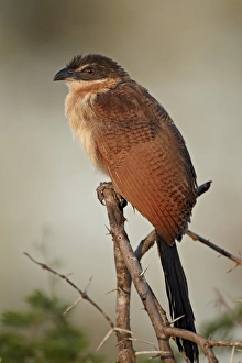 African National Parks Tourism Drucke: Burchells coucal (Centropus burchellii), Kruger National Park, South Africa, Africa