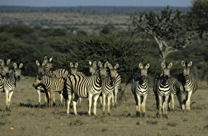 Burcheills Zebras