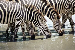 Burchells Zebras trinken im Tarangire-Nationalpark