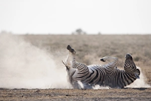 Burcellles Zebra (Equus burchelli) ruft sich auf, Staubbaden macht in Etosha-Nationalpark