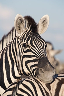 Travel Destinations Africa Drucke: Burchells zebra (Equus burchelli), resting, Etosha National Park, Namibia, Africa