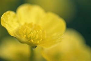 Meadow Flowers Drucke: Buttercups