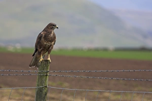 Buzzard Bird Drucke: Buzzard (Buteo buteo), captive, United Kingdom, Europe