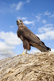 Vertical Bird Photography UK Drucke: Buzzard (Buteo buteo), in captivity, Cumbria, England, United Kingdom, Europe