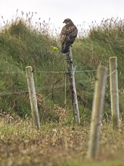 County Clare Scenery Drucke: Buzzard, County Clare, Munster, Republic of Ireland, Europe