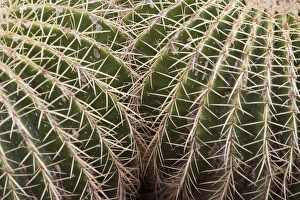 Cactus Photography Drucke: Cactus, Echinocactus Grusonii Hildmann