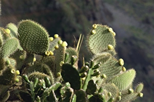 Outdoor Botany Images Drucke: Cactus, Madeira