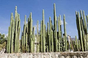 Prickly Pear Cactus Pictures Drucke: Cactus, Mexico