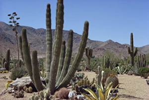 Natural World Photography USA Drucke: Cactus plants
