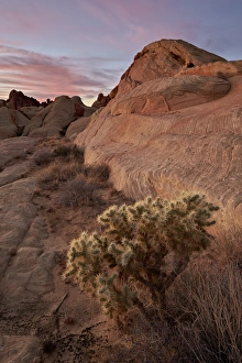Cactus Photography Drucke: Cactus and sandstone formations at dawn, Valley Of Fire State Park, Nevada, United