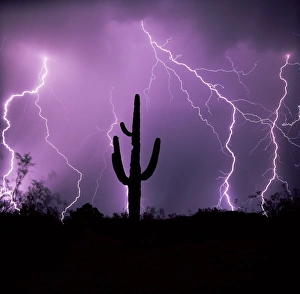 American Southwest Travel Destinations Drucke: Cactus silhouetted against lightning