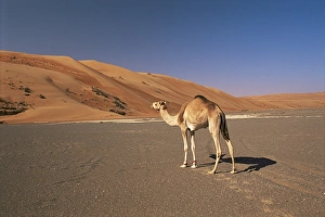 Wahiba Sands Oman Drucke: Camel in the desert