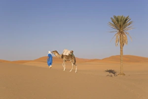 North Africa Desert Landscapes Drucke: Camel, Erg Chebbi