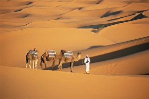 Moroccan Sand Dunes Drucke: Camel guide and camels