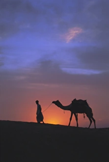 Thar Desert Sunset Drucke: Camel silhouetted against the sunset