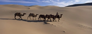 Central Asia Desert Landscapes Drucke: Camel train