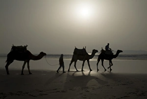 North Africa Transportation Drucke: Camels on the beach