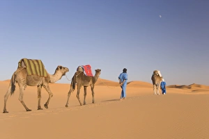 Erg Chebbi Desert Landscape Drucke: Camels, Erg Chebbi