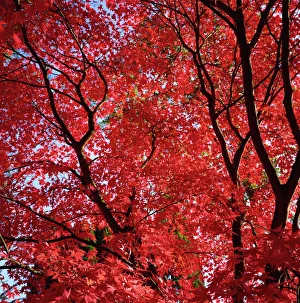 Autumn Foliage In The UK Drucke: Canopy of acer trees fall foliage, Gloucestershire, England, United Kingdom, Europe