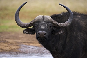 African Mammal Pictures Drucke: Cape buffalo
